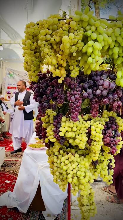 رویداد از انگور تا شیره زنجان — تصویر 2