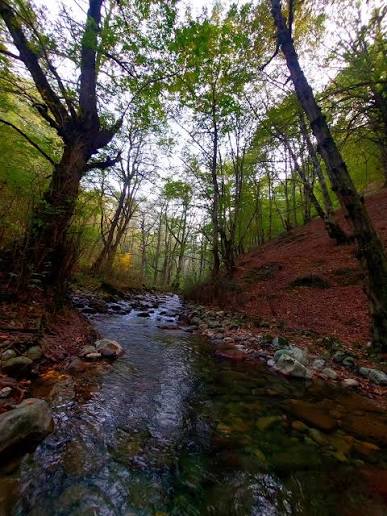 جنگل نصفی رود (پیمایش اختیاری) — تصویر 4