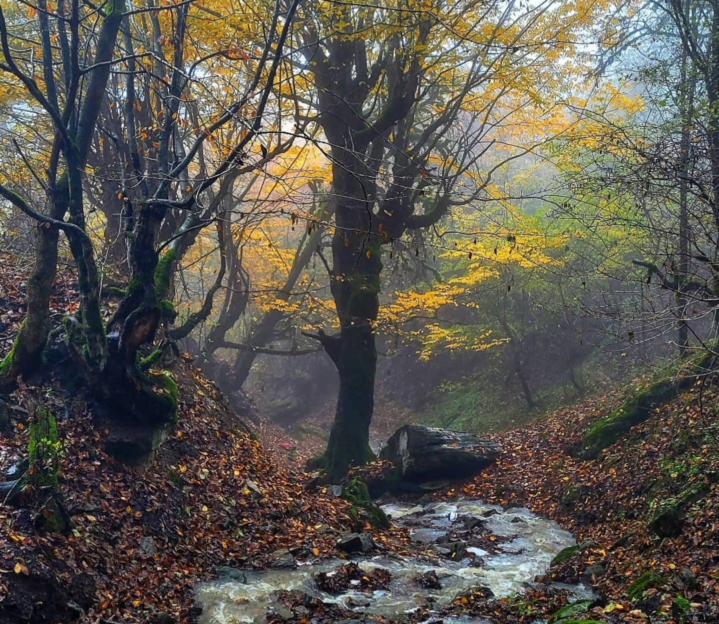 جنگل الیمستان — تصویر 3