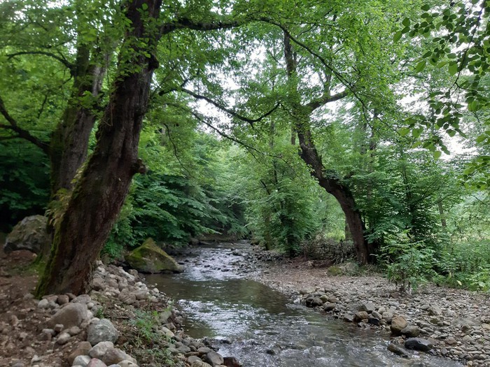 جنگل نصفی رود (پیمایش اختیاری) — تصویر 3